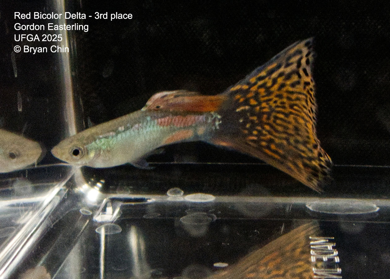 Guppy Red Bicolor